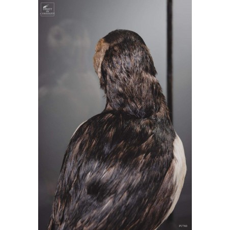 Macareux moinetaxidermie sous globe carré