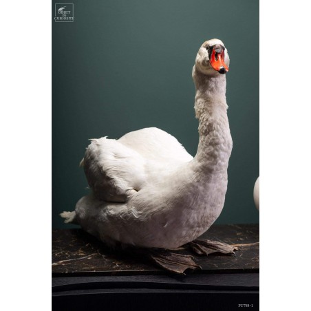 Taxidermie de CYGNE visible show room Paris