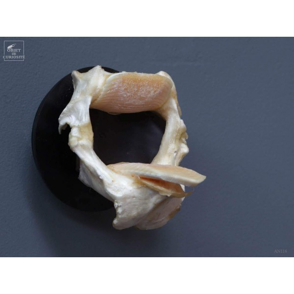 Machoires de raie RHINOPTERA BONASUS en trophée