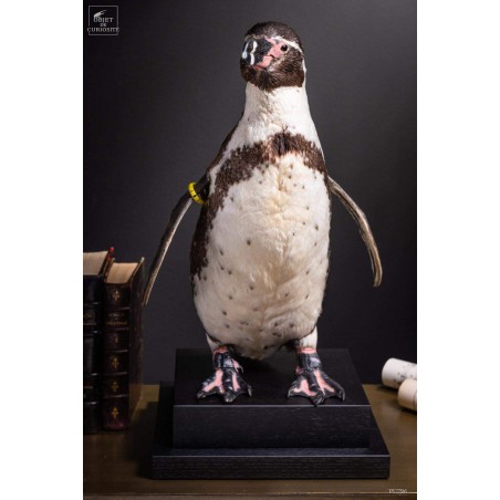 Humboldt Penguin taxidermy