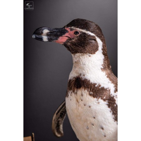 Humboldt Penguin taxidermy