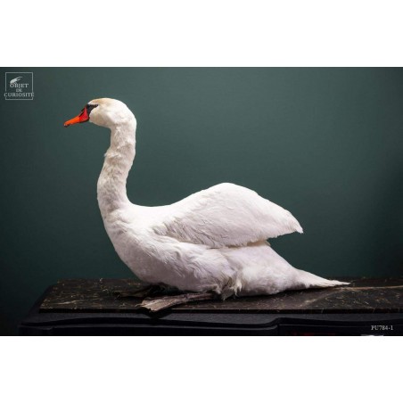 Taxidermie de CYGNE visible show room Paris