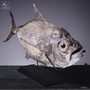 Taxidermy of POMFRET fish VISIBLE AT OMBRES ET FACETTES
