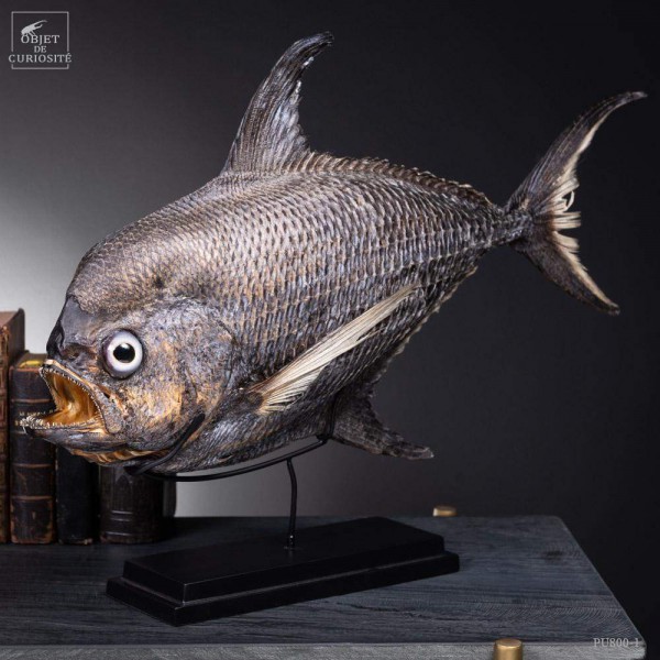 Castagnole Fauchoir taxidermisé GM (SHOWROOM) Castagnole Fauchoir taxidermisé GM (SHOWROOM)