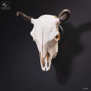 Bison skull with horns