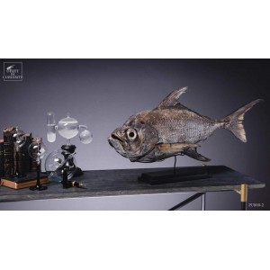 Taxidermy of POMFRET fish VISIBLE AT OMBRES ET FACETTES 2