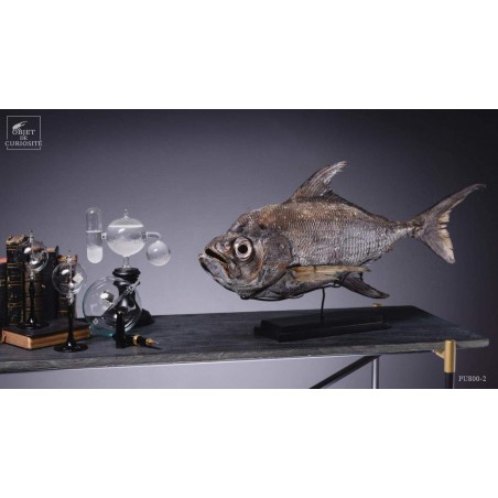 Taxidermy of POMFRET fish VISIBLE AT OMBRES ET FACETTES