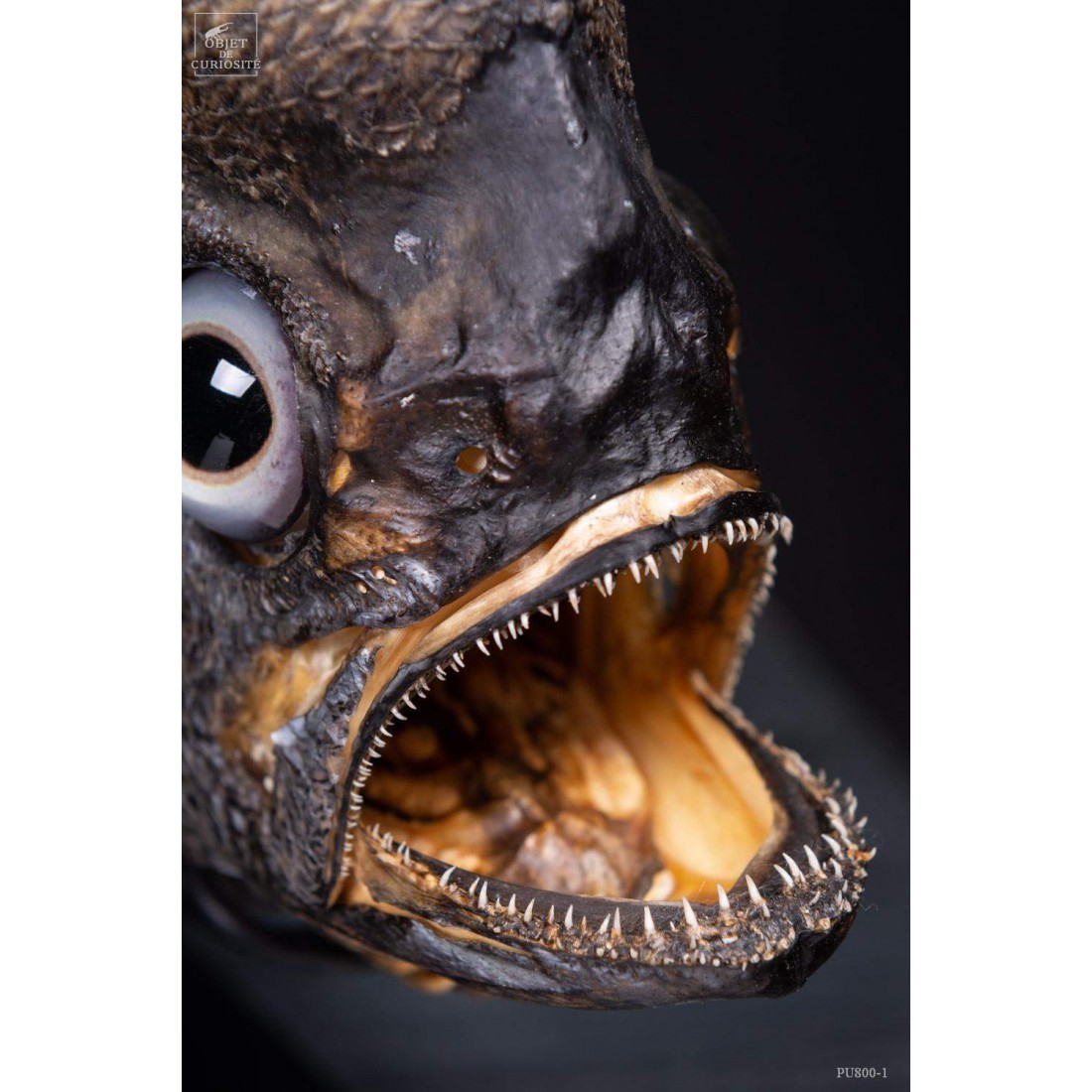 Castagnole Fauchoir taxidermisé GM (SHOWROOM) Castagnole Fauchoir taxidermisé GM (SHOWROOM)