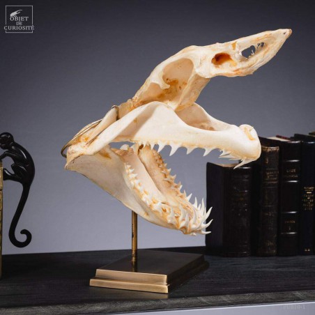 Mako skull on brass base