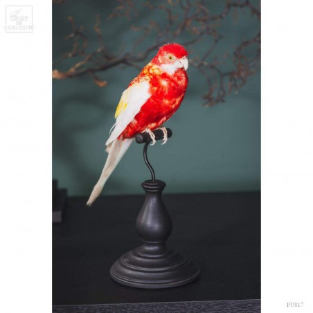 Taxidermie de perruche Rosella - PLACYCERCUS HYBRID-