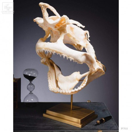 Crâne complet de requin Citron