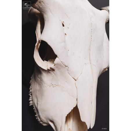 Crâne de bison avec cornes