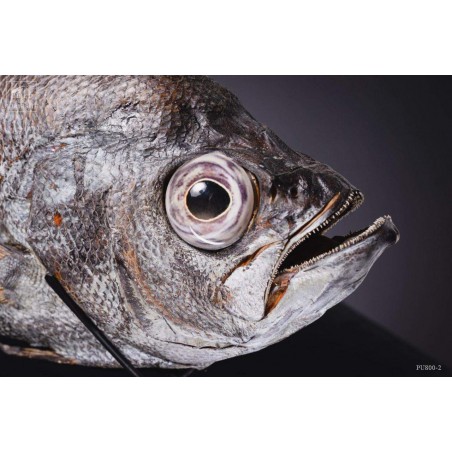 Taxidermy of POMFRET fish VISIBLE AT OMBRES ET FACETTES