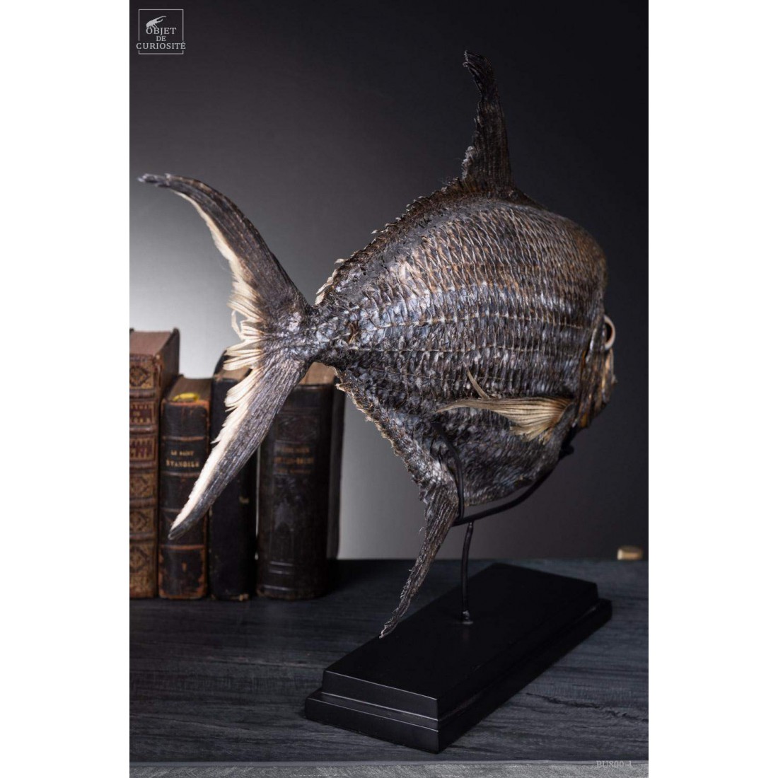 Castagnole Fauchoir taxidermisé GM (SHOWROOM) Castagnole Fauchoir taxidermisé GM (SHOWROOM)