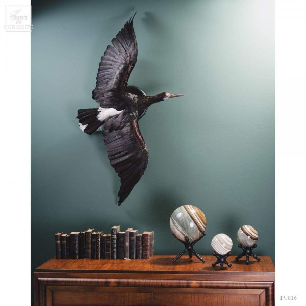 Taxidermie de cigogne d'Abdim en vol
