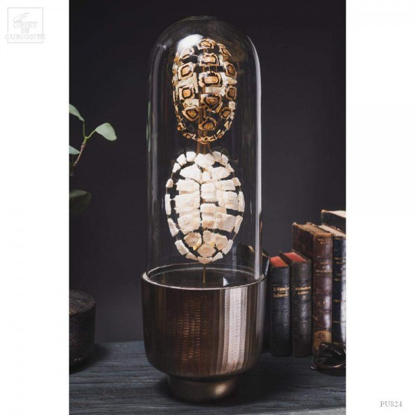 Eclaté de tortue terrestre de Horsfield