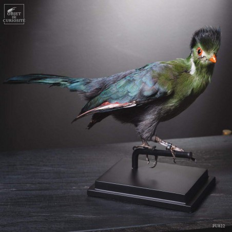 Taxidermie de Touraco à joues blanches