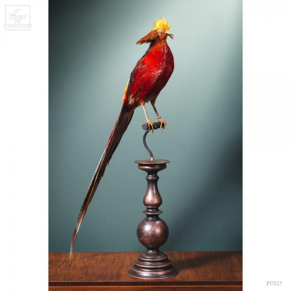 Taxidermie de Faisan doré  sur perchoir cuivré