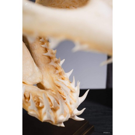 Mako skull on brass base