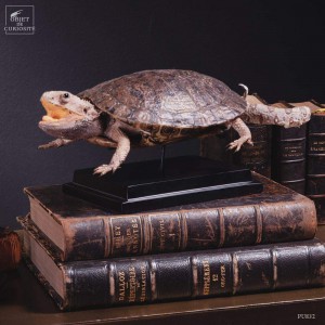 Taxidermie de tortue "monstrueuse"