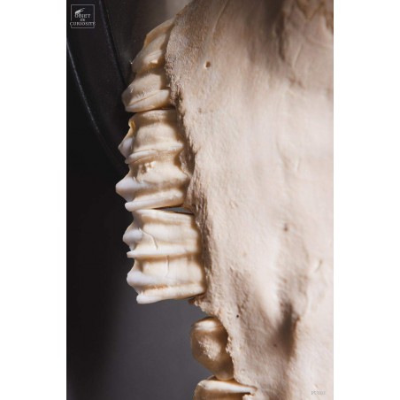 Crâne de bison avec cornes