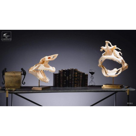 Crâne complet de requin Citron