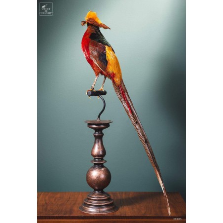 Taxidermie de Faisan doré  sur perchoir cuivré