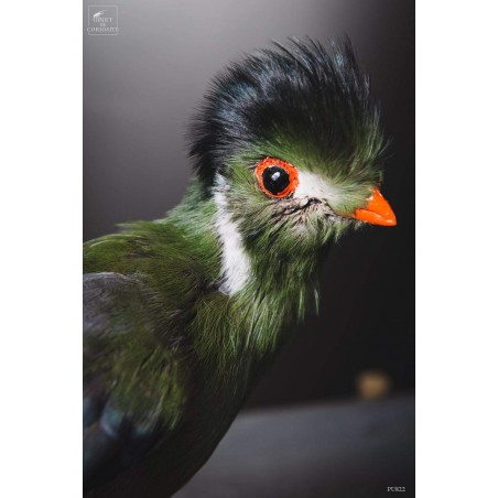 Taxidermie de Touraco à joues blanches