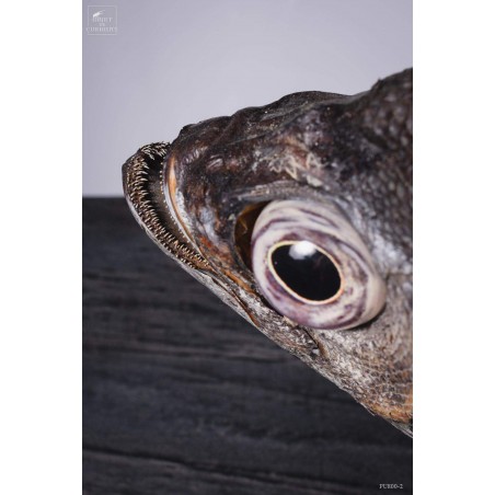 Taxidermy of POMFRET fish VISIBLE AT OMBRES ET FACETTES