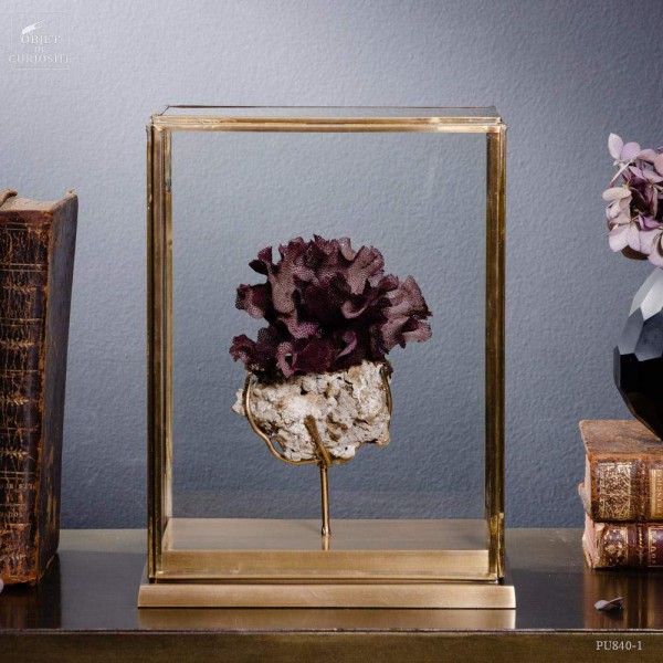 Briozoaire violet de la Réunion PM