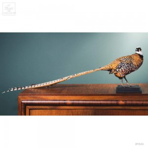 Faisan vénéré -Syrmaticus reevesii-