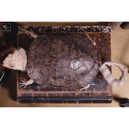 Taxidermie de tortue "monstrueuse"