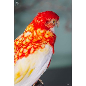 Rosella parakeet taxidermy - PLACYCERCUS HYBRID- 2
