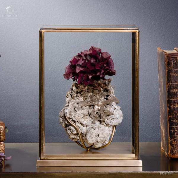 Purple Bryozoaire under glass, brass base