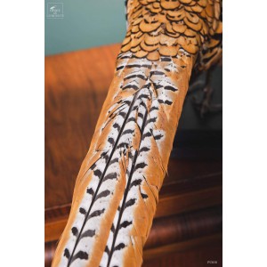 Faisan vénéré -Syrmaticus reevesii- 2