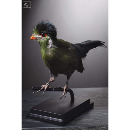 Taxidermie de Touraco à joues blanches