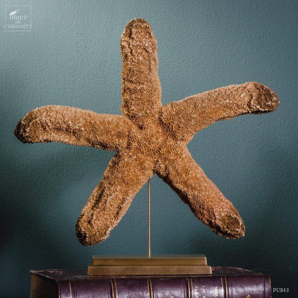 Fat starfish Thromidia on brass base.