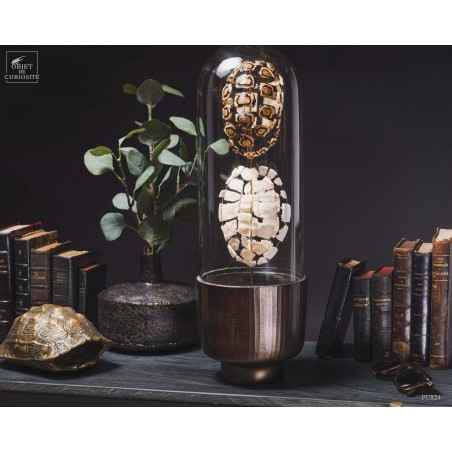 Eclaté de tortue terrestre de Horsfield