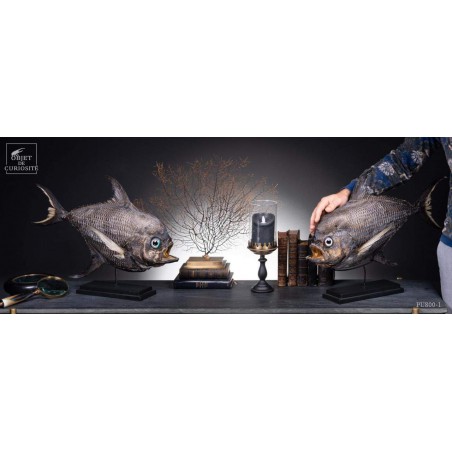 Castagnole Fauchoir taxidermisé GM (SHOWROOM) Castagnole Fauchoir taxidermisé GM (SHOWROOM)