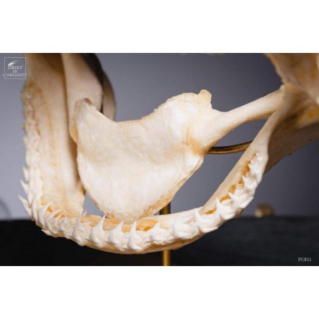 Crâne complet de requin Citron