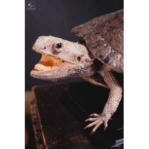 Taxidermie de tortue "monstrueuse" 2