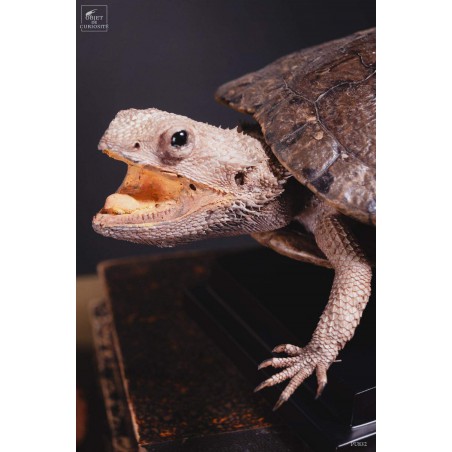 Taxidermie de tortue "monstrueuse"