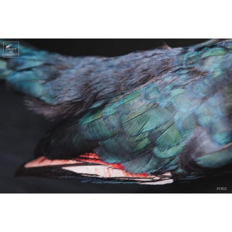 Taxidermie de Touraco à joues blanches