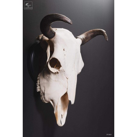 Crâne de bison avec cornes