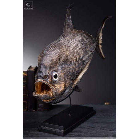 Castagnole Fauchoir taxidermisé GM (SHOWROOM) Castagnole Fauchoir taxidermisé GM (SHOWROOM)