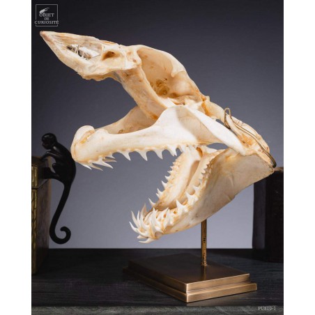 Mako skull on brass base