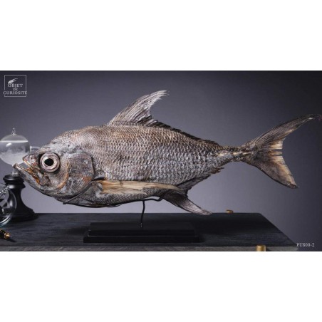 Taxidermy of POMFRET fish VISIBLE AT OMBRES ET FACETTES