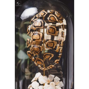 Fragmented Stepp tortoise 2