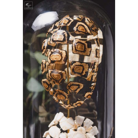 Eclaté de tortue terrestre de Horsfield