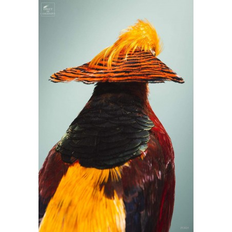 Taxidermie de Faisan doré  sur perchoir cuivré